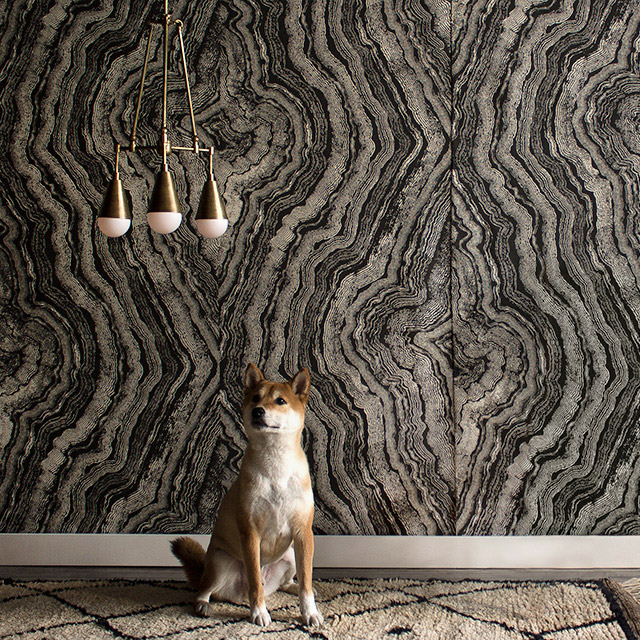 apparatus-zak-fox-thumb1-107746