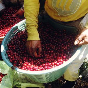 klatch-coffee-guatemala-feminino-107083