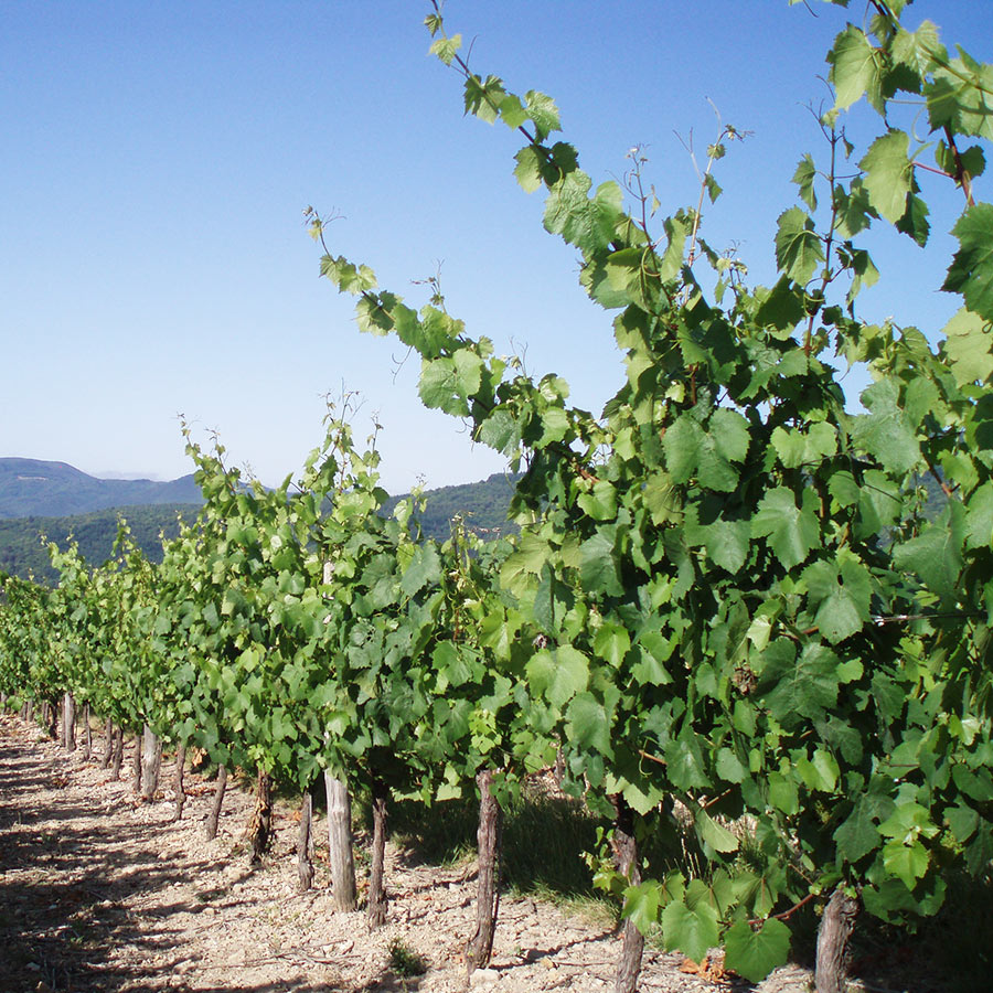 la-vallee-des-aromes-thumb-109026