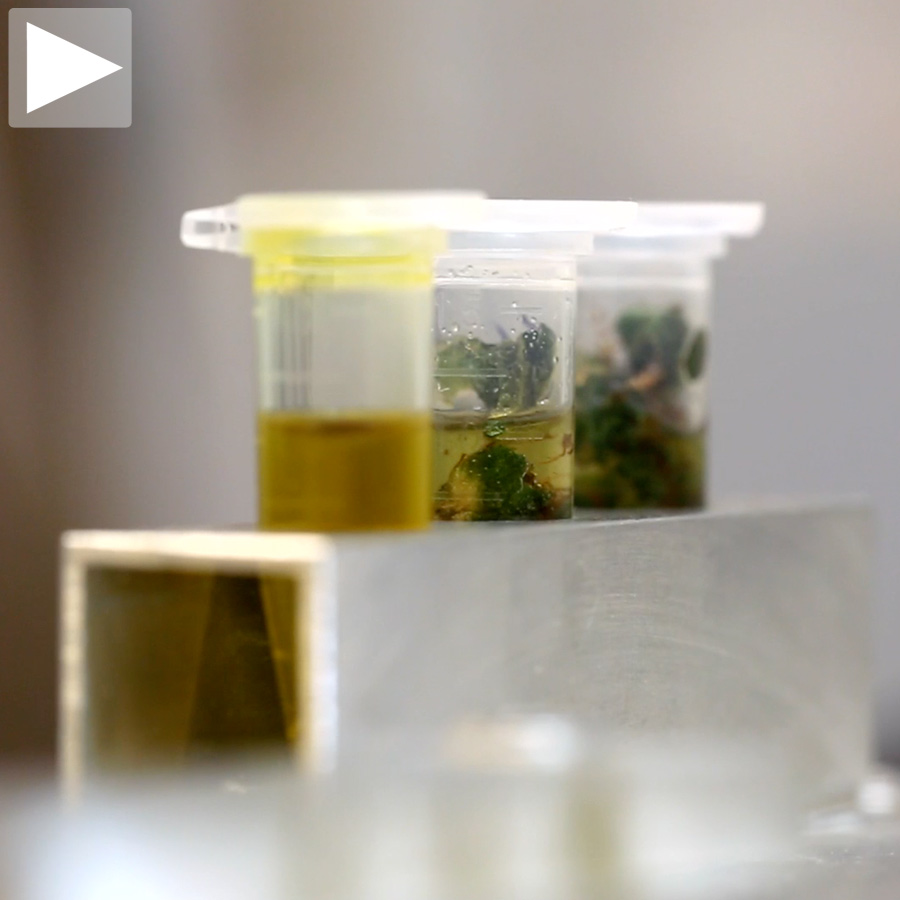 cannatest_thumb-112297