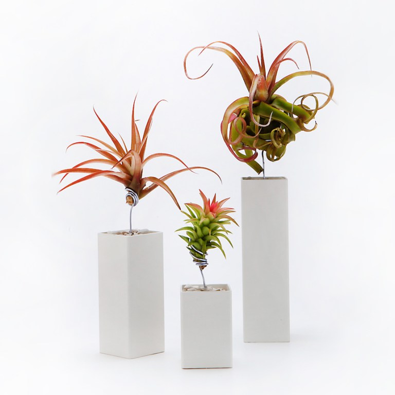 airplantman-gg-117172