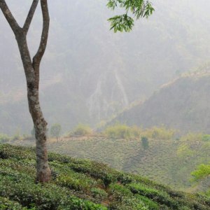 nudo-darjeeling-adopt-tea-garden-117665