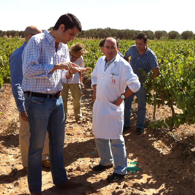 spanish-vines-thumb-118424