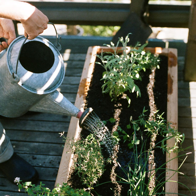 victory-gardens-thumb-117713