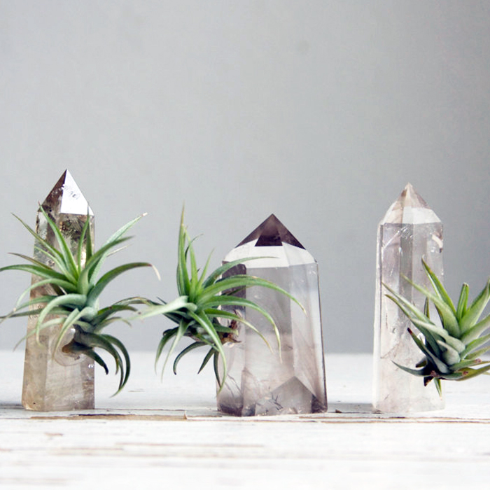 sixplanters-thumb-124791