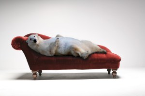 animalmadnesspolarbear-124983