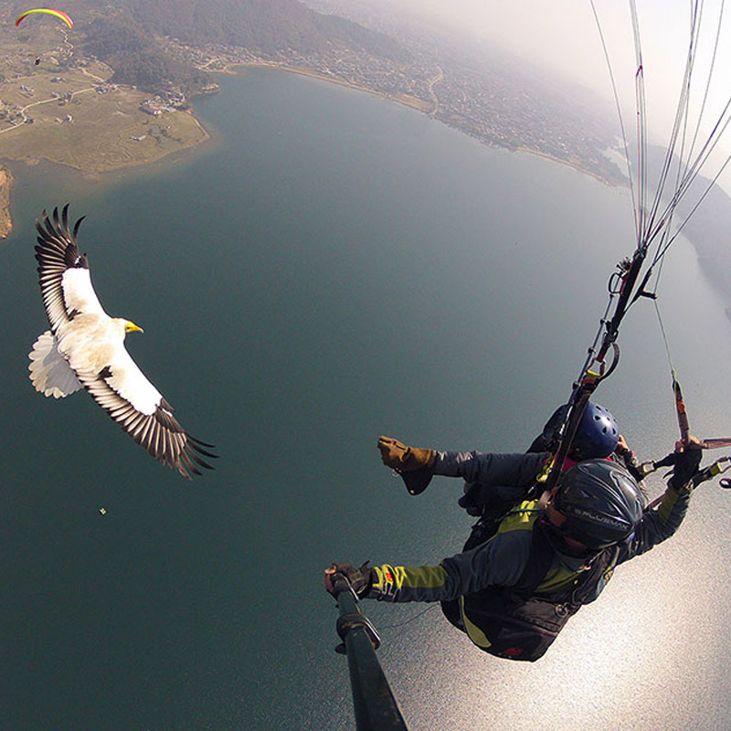 parahawking-thumb-127320