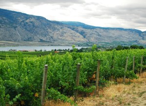 mission-hill-winery-5-130211