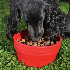 collapsible-pet-bowl-gg-131676