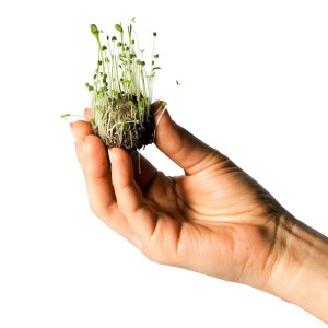 seenbombs2-gg-117819