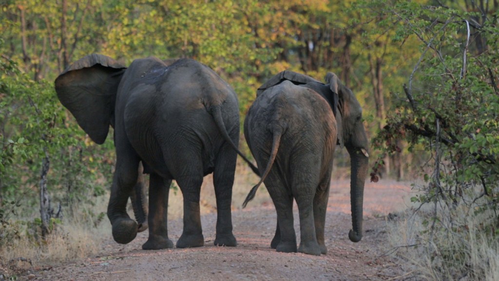 safari_test_thumb-133425