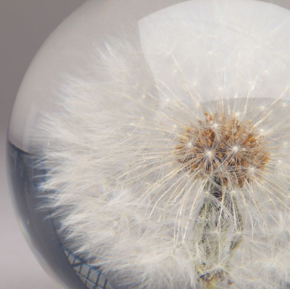 dandelion-paperweight-104141