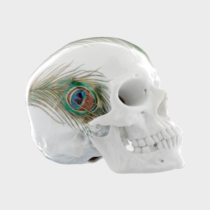 peacock-skull-nymphenburg-136310