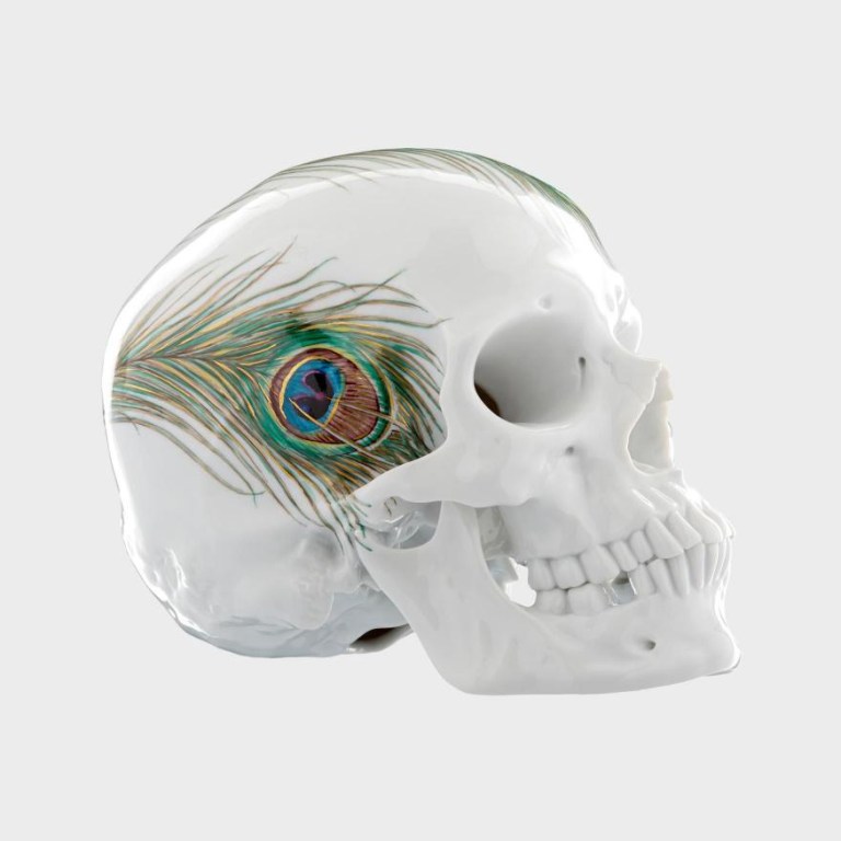 peacock-skull-nymphenburg-136310