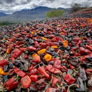 rare-zocalito-chiles-135615