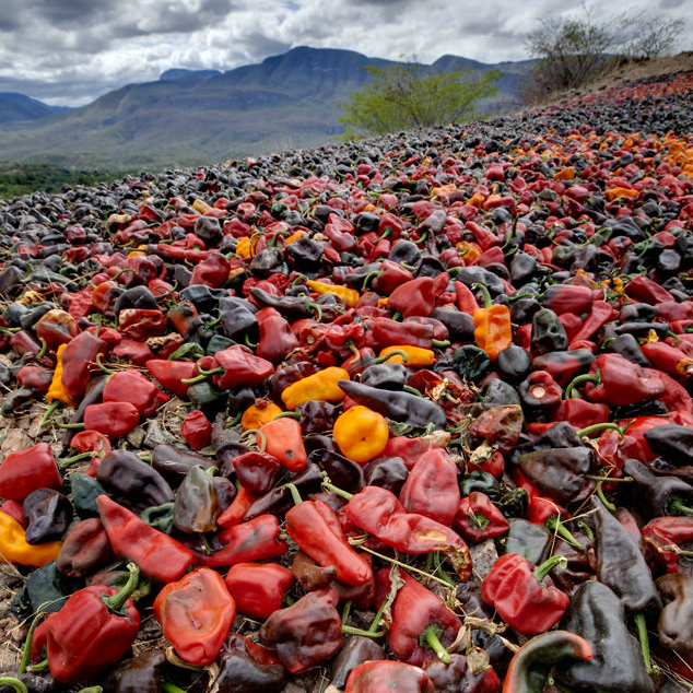 rare-zocalito-chiles-135615