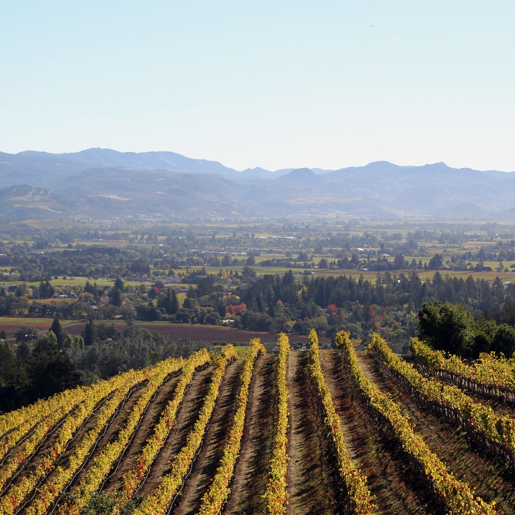 newton-vineyard-thumb-136719