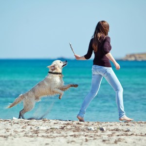 dogtelligent-collar-thumb-142112