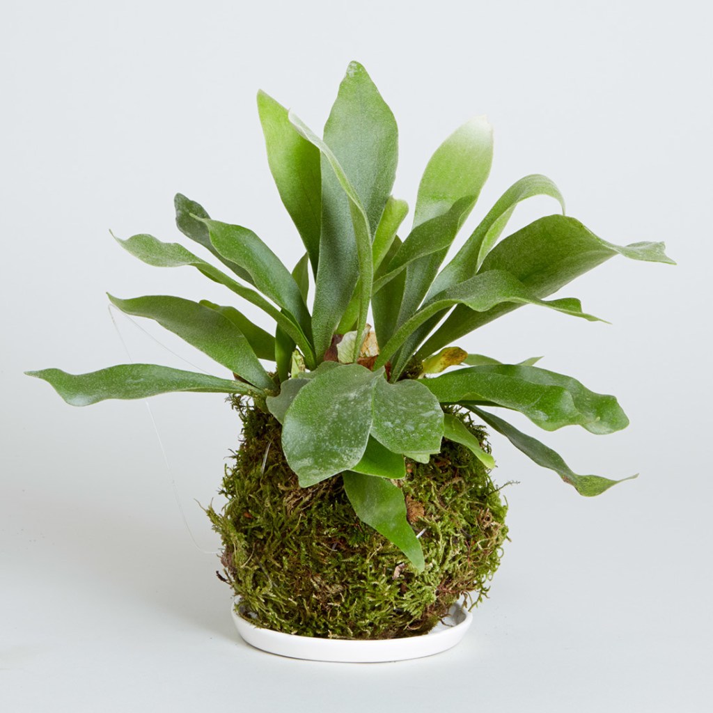 kokedama-the-sill-moss-ball-fern-142444