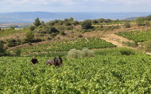 gerard-bertrand-biodynamic-wine-estate-france-clos-dora-144274