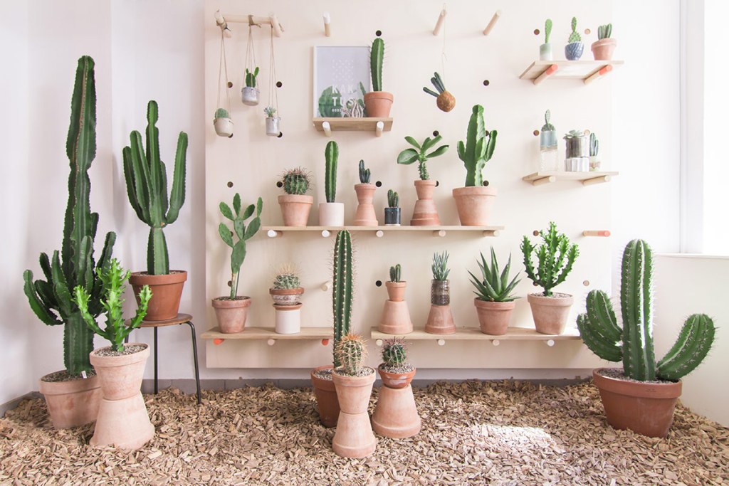 kaktus-copenhagen-cactus-concept-design-shop-144597