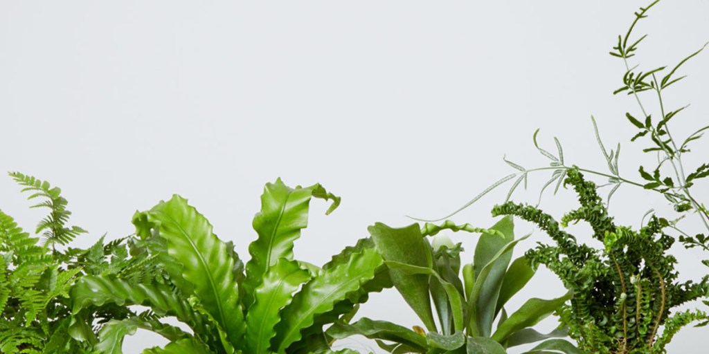 2015_gift_guide_green_thumb_hero-145572