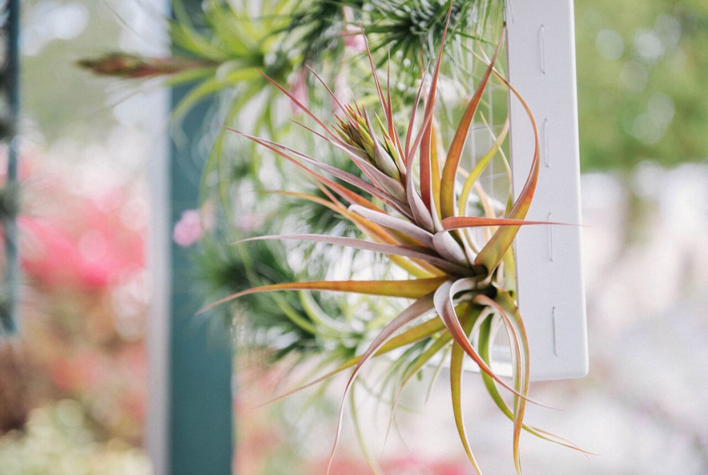 airplant-vases-holders-planters-hero-146405