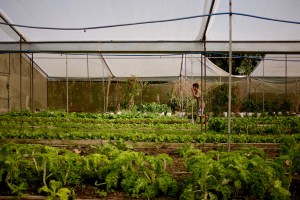 costa_rica_olas_farm_hero-148687