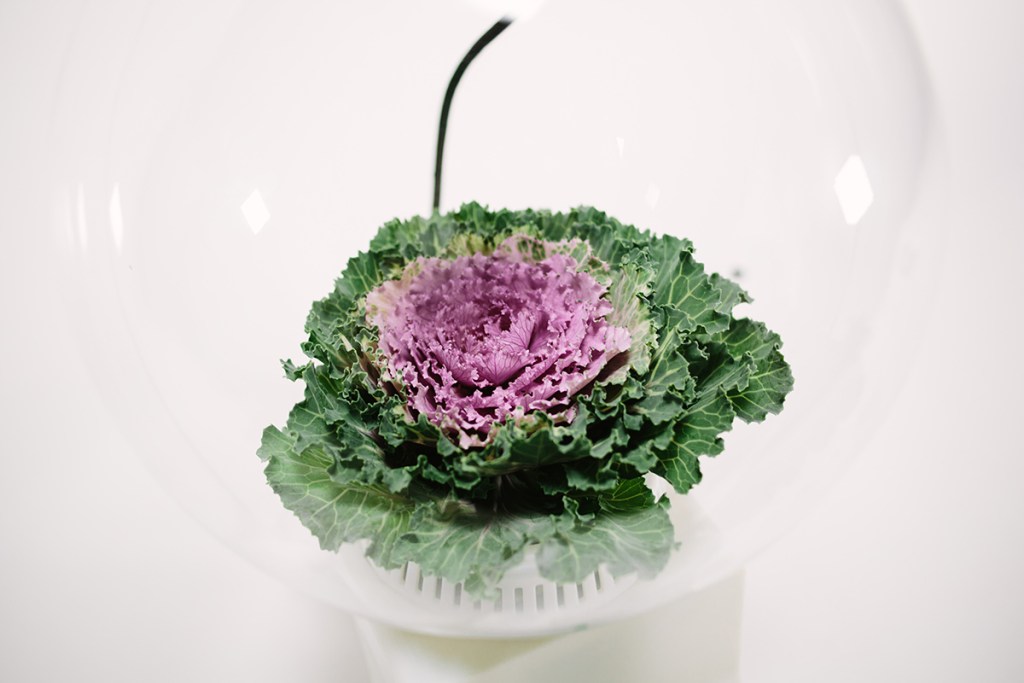 microsoft-research-project-florence-talking-plant-148548