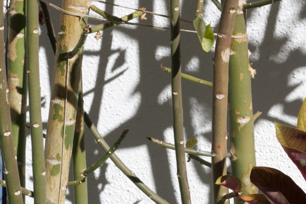 mister_green_420_store_hero-150258