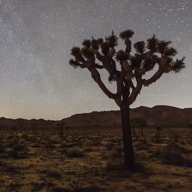 pearl-lion-thumb-150423