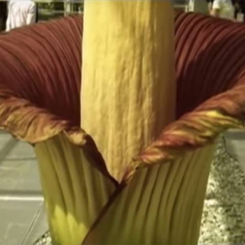 corpse_flower_nyc_video-151366