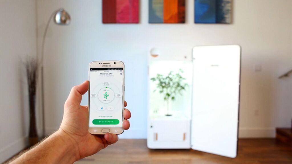 leaf_marijuana_fridge_01-153976