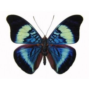 panacea-prola-stuffed-alive-154615