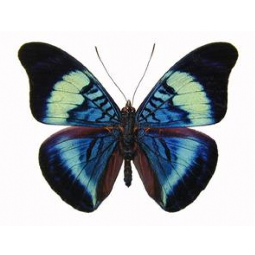 panacea-prola-stuffed-alive-154615