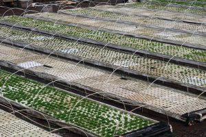 ko-hana-rum-01-155833