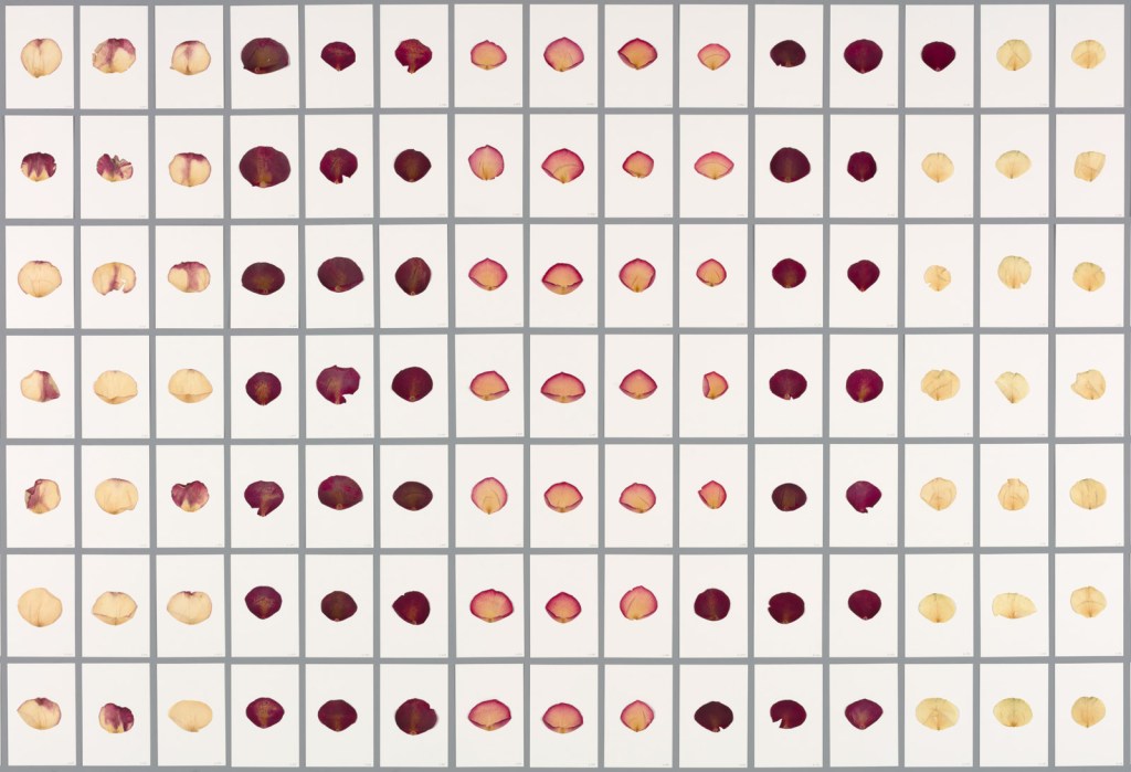 red-bull-arts-new-york-2017-cloud_of_petals_0007-157852