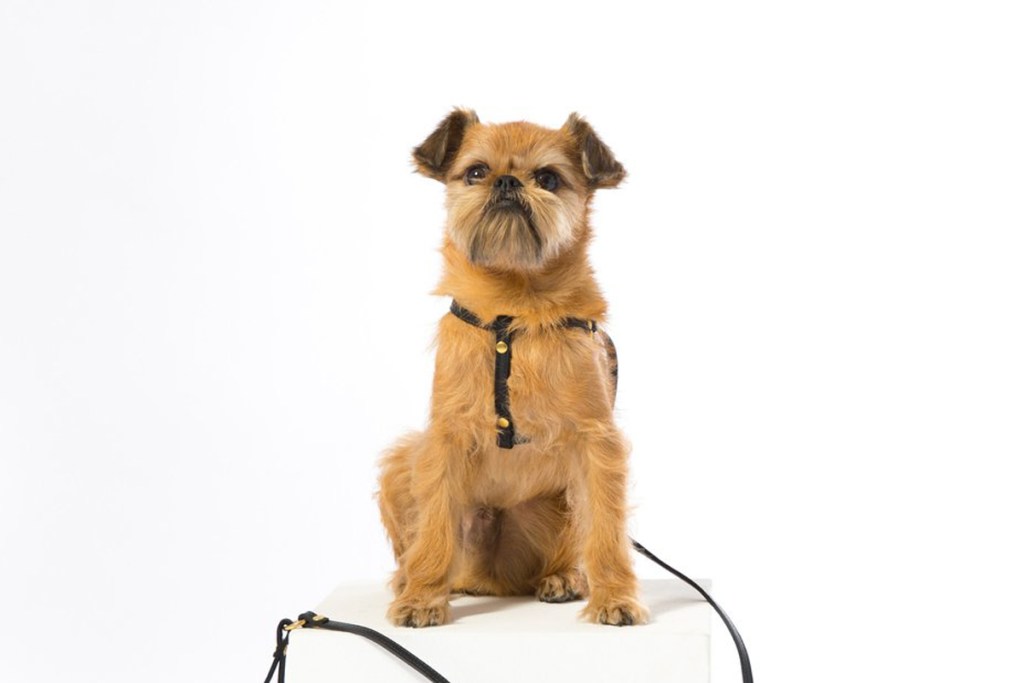 gg_pets_kids_hero-158320