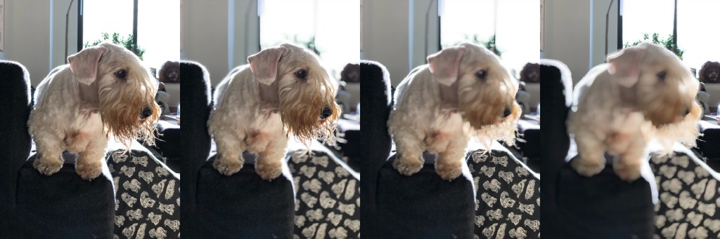 iphone-depth-focos-4up-158213