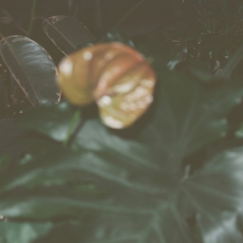 blood_orange_black_history-159348