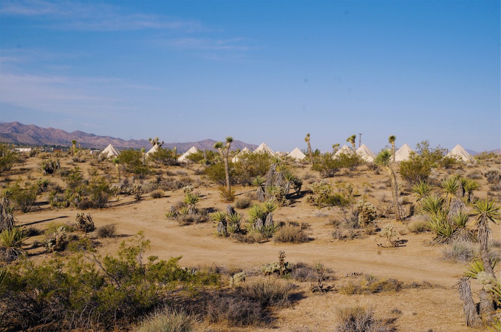 campd_out_joshua_tree_hero-160399