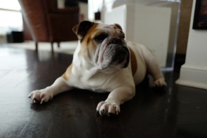 lulu-the-dog-in-real-life-161263