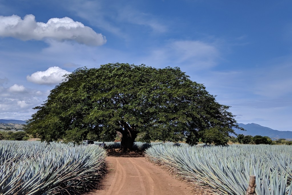 00000img_00000_burst20181020124117093_cover