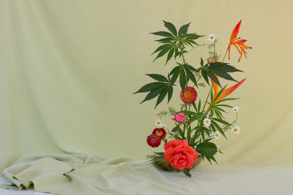 cannabis_buy_guide_hero