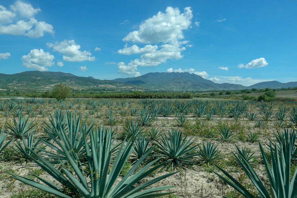 tansy_kaschak_dsc00334