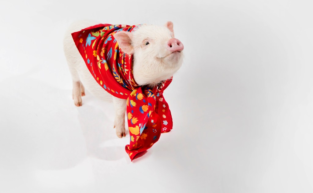 ferragamo-cny-2019-limited-edition-capsule-auspicious-pig-scarf-2