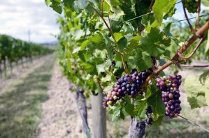 cloudy-bay-vineyard