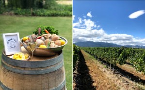 cloudy-bay-vineyards
