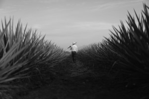 dobel-agave-fields