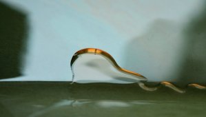 monasteryoils2-1570141505141